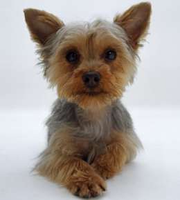 miniature yorkshire terriers