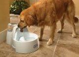 dog drinking fountain