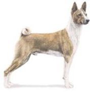 basenji dog