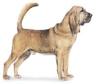 bloodhound dog