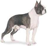 boston terrier