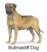 Bullmastiff dogs