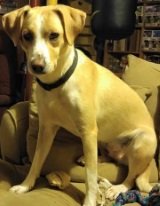 mixed breed cute dog