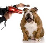 dog grooming products decal