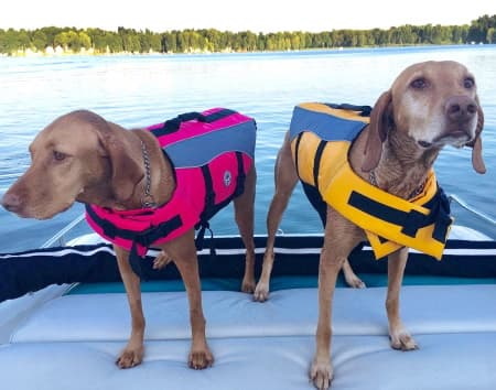 two dogs wearing life jackets on a boat