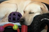 dog sleeping with toys