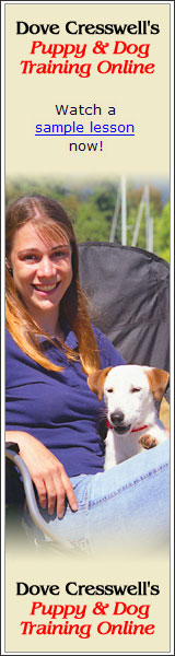 dog training program