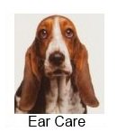 Dog Ear Care dog with long ears