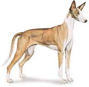 ibizan hound dog