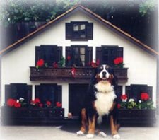 Custom Dog House - Swiss Chalet Style custom dog house swiss style