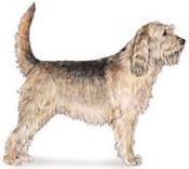 otterhound dog