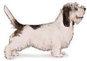 petit bassett griffon vendeens