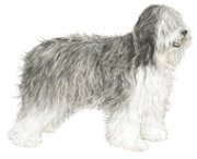 polish lowland sheepdog