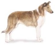 smooth coated collie dog