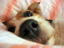 how to make a dog bed - dog in bed