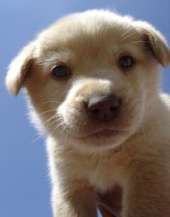 cute puppy
