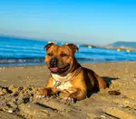 Staffordshire Bull Terrier lying down on the beach with the ocean in the background