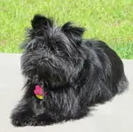 black affenpinscher lying down near grass pix image