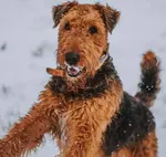 airedale terrier in the snow