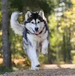 alaskan malamute dog running through the trees