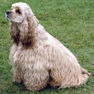 American cocker spaniel cc