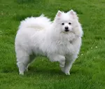 American Eskimo Dog standing in the grass