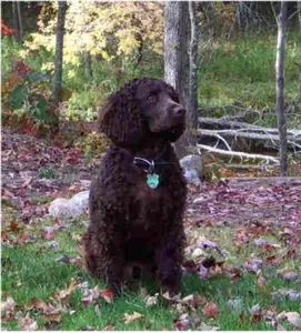 american water spaniel dog sitting in the woods