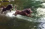 chesapeake bay retrievers diving into water