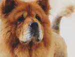 Chow Chow Dog up close 