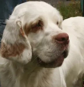 Clumber Spaniel Dog