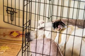 dog resting inside a dog crate