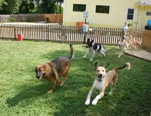 dogs outside at daycare