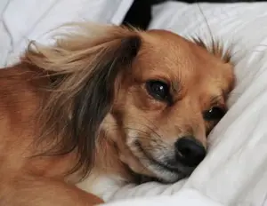dog lying on bed looking unwell