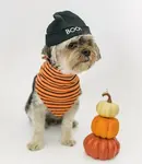 dog wearing orange halloween scarf