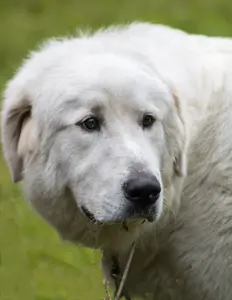 great pyrenees head and shoulders against a rural background