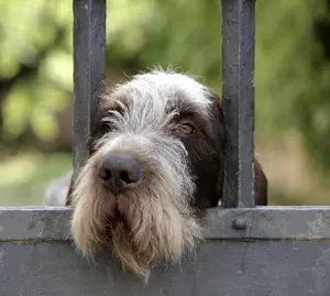 sad dog behind gate