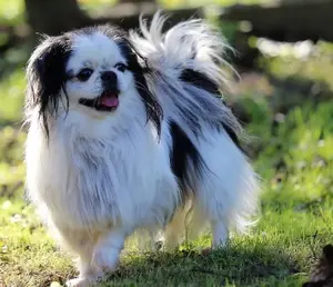 japanese chin dog outside in the grass