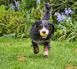 dog running on lawn with burn spots 