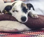 dog snoozing on two pillows
