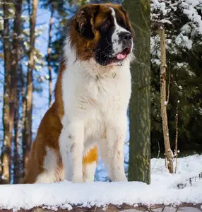 Saint Bernard dog standing among snow covered trees