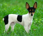 Toy Fox Terrier standing in the grass looking at the camera