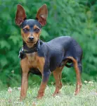 one Toy Manchester Terrier standing in the grass outside