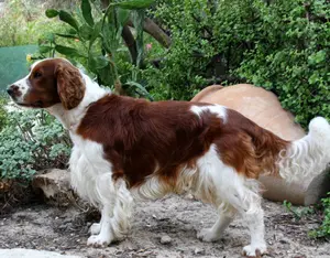 Welsh Springer Spaniel, full profile of the breed including origins, traits, health, personality, and training tips.