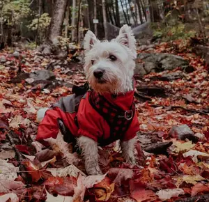 Westie dog wearing a coat and sitting among the fallen leaves
