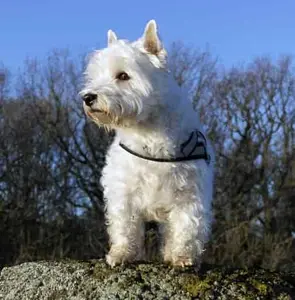 The West Highland White Terrier is a bold and hardy earth dog developed in Scotland as a hunting terrier. Learn more about the origins of this popular dog.
