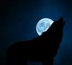 wolf silhouette howling at the night moon