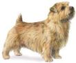 norfolk terrier dog image
