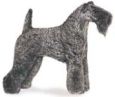 kerry blue terrier dog breed image