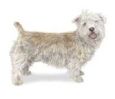 Glen Of Imaal dog breed illustration