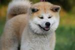 akita head and shoulders close up